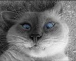 deadcat deadcat