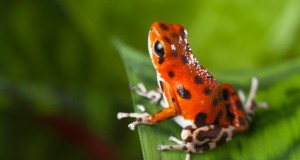 Global Escape Hatch Red Frog