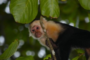 Monkey Global Escape Hatch Panama